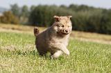 CHIEN FINNOIS DE LAPONIE 347